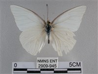 藏品(尖翅尖粉蝶)的圖片