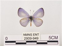 藏品(嫵琉灰蝶)的圖片