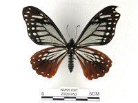 藏品(斑鳳蝶)的圖片