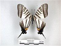 藏品(劍鳳蝶)的圖片