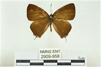 藏品(阿里山鐵灰蝶)的圖片