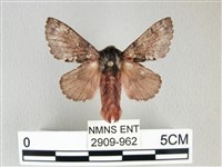 藏品(銀肩枯葉蛾)的圖片