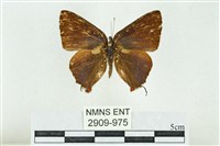 藏品(高砂燕灰蝶)的圖片