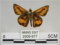 藏品(竹橙斑弄蝶)的圖片