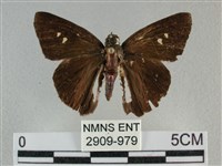 藏品(圓翅絨弄蝶)的圖片