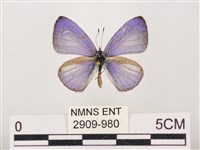 藏品(嫵琉灰蝶)的圖片