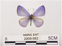 藏品(嫵琉灰蝶)的圖片