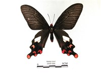 藏品(多姿麝鳳蝶)的圖片