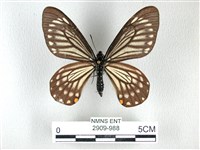 藏品(黃星斑鳳蝶)的圖片