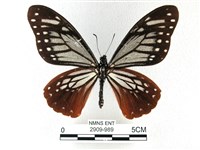 藏品(斑鳳蝶)的圖片