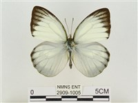 藏品(淡褐脈粉蝶)的圖片