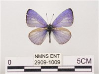 藏品(嫵琉灰蝶)的圖片