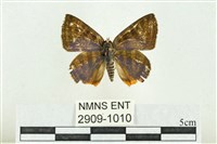 藏品(三斑虎灰蝶)的圖片