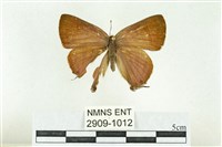 藏品(堇彩燕灰蝶)的圖片