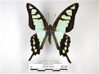 藏品(寬帶青鳳蝶)的圖片