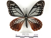 藏品(斑鳳蝶)的圖片