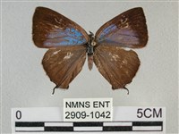 藏品(臺灣榿翠灰蝶)的圖片