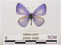 藏品(嫵琉灰蝶)的圖片