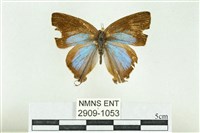 藏品(褐翅青灰蝶)的圖片