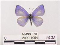 藏品(嫵琉灰蝶)的圖片