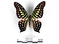 藏品(翠斑青鳳蝶)的圖片