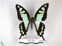 藏品(寬帶青鳳蝶)的圖片