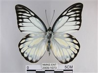 藏品(鋸粉蝶)的圖片