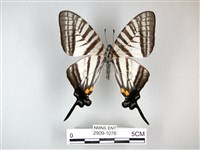 藏品(劍鳳蝶)的圖片