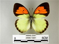 藏品(異粉蝶、雌白黃蝶)的圖片