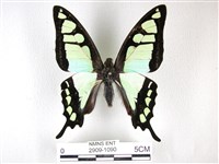 藏品(寬帶青鳳蝶)的圖片