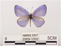 藏品(嫵琉灰蝶)的圖片