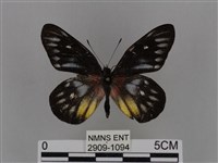 藏品(豔粉蝶)的圖片