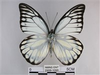 藏品(鋸粉蝶)的圖片