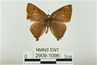 藏品(霓彩燕灰蝶)的圖片