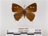 藏品(碧翠灰蝶)的圖片