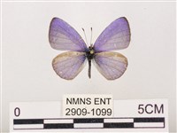 藏品(嫵琉灰蝶)的圖片