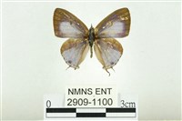 藏品(蘭灰蝶)的圖片