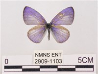 藏品(嫵琉灰蝶)的圖片