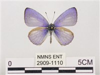 藏品(嫵琉灰蝶)的圖片