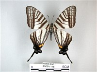 藏品(劍鳳蝶)的圖片