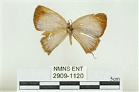 藏品(珠灰蝶)的圖片