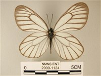 藏品(白絹粉蝶)的圖片