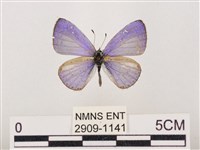 藏品(嫵琉灰蝶)的圖片