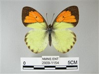 藏品(異粉蝶、雌白黃蝶)的圖片