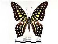 藏品(翠斑青鳳蝶)的圖片