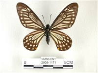 藏品(黃星斑鳳蝶)的圖片