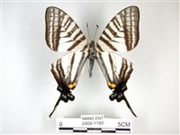 藏品(劍鳳蝶)的圖片