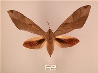 藏品(波紋豆天蛾)的圖片