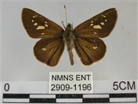 藏品(黃紋孔弄蝶)的圖片