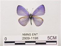 藏品(嫵琉灰蝶)的圖片